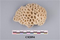 Accession Number:C02094 Collection Image, Figure 1, Total 4 Figures